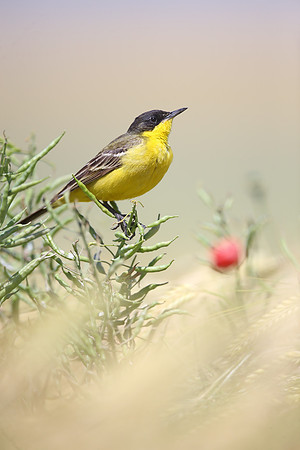 Yellow Wagtail