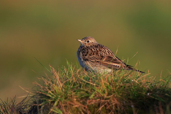Skylark