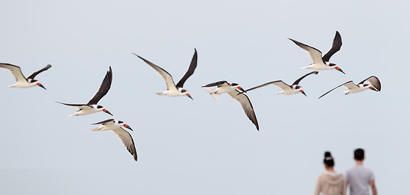 Black Skimmer
