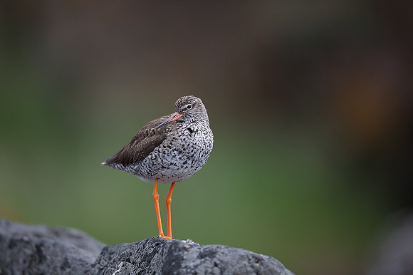 Redshank