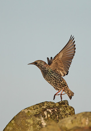 Starling