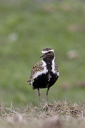 Golden Plover