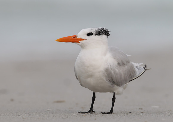 Royal Tern