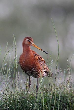 Black-tailed Godwit