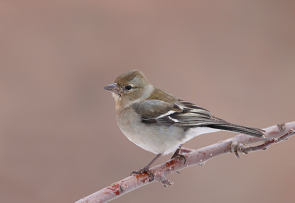 African Chaffinch