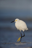 Snowy Egret