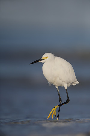 Snowy Egret