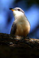 Mangrove Cuckoo