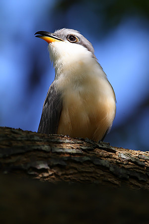 Mangrove Cuckoo