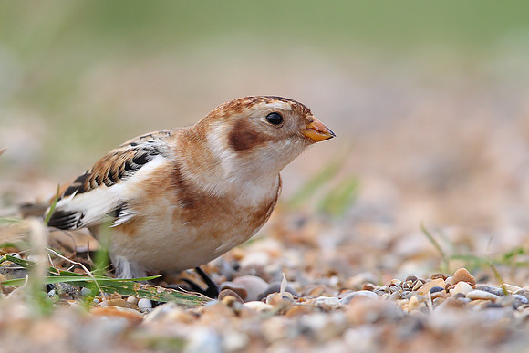 Snow Bunting