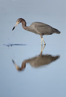 Little Blue Heron