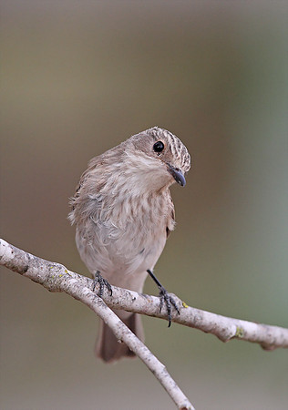 Spotted Flycatcher