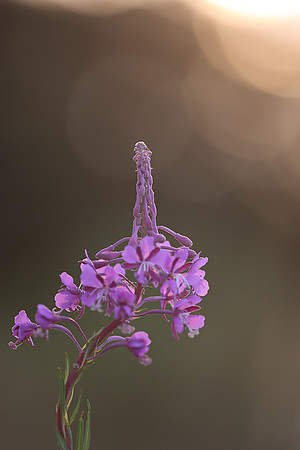 Willow Herb Robert