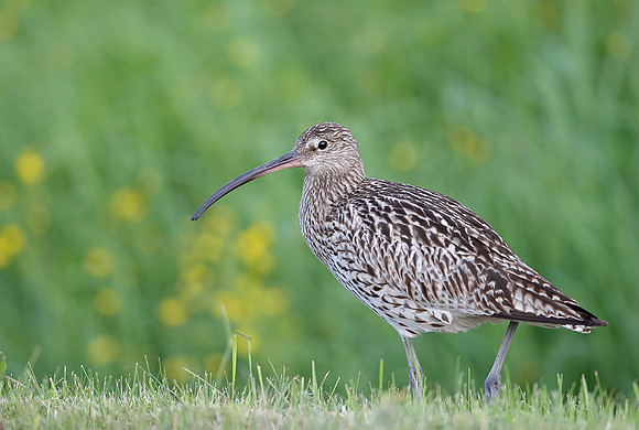 Curlew