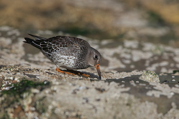 Purple Sandpiper
