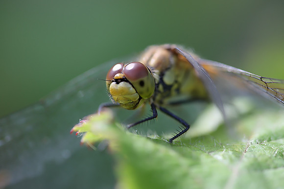 Common Darter