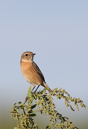 Stonechat