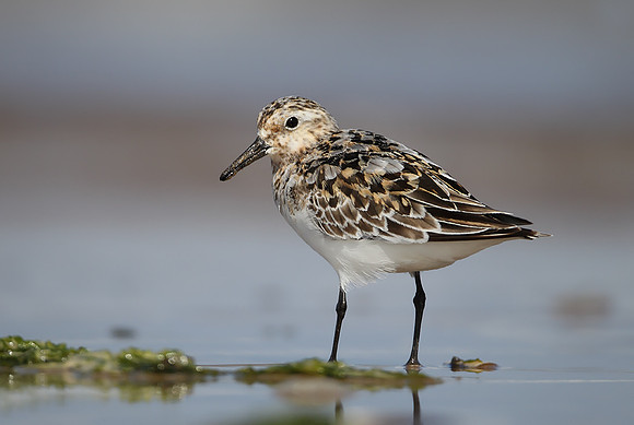 Sanderling