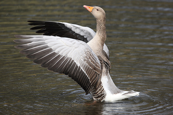 Greylag Goose