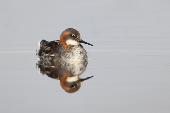 Red-necked Phalarope