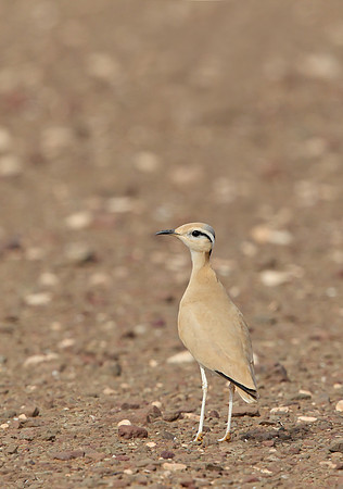 Cream-coloured Courser