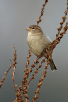 House Sparrow
