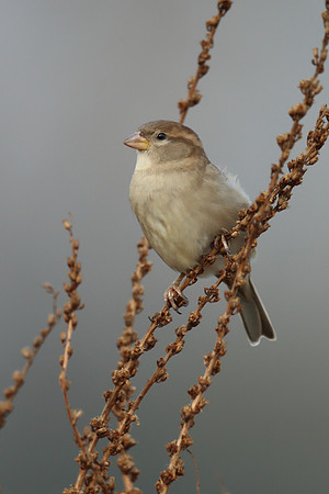 House Sparrow