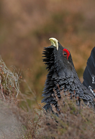 Capercaillie