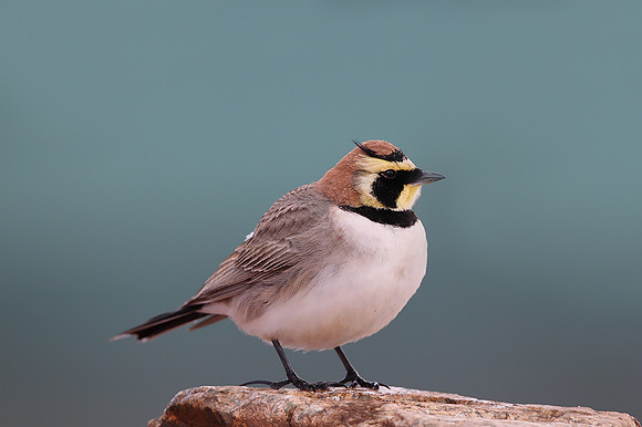 Atlas Shore Lark