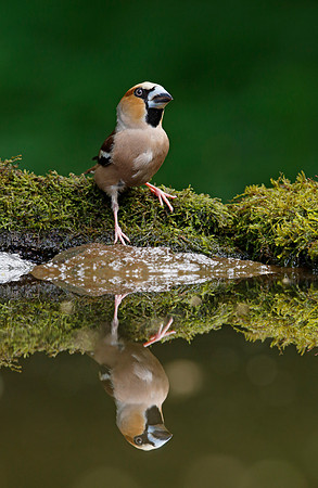 Hawfinch