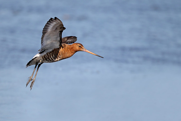 Black-tailed Godwit