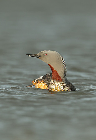 Red-throated Diver