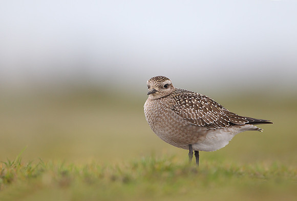 American Golden Plover