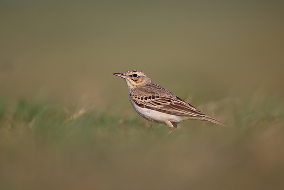Tawny Pipit