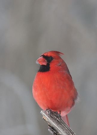 Northern Cardinal