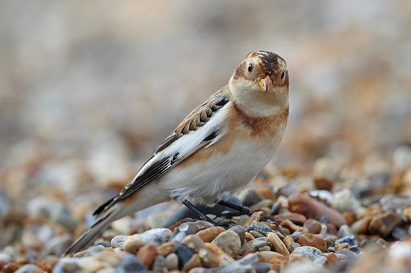 Snow Bunting