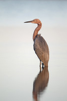 Herons
