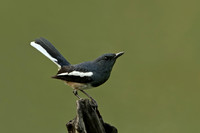 Thrushes