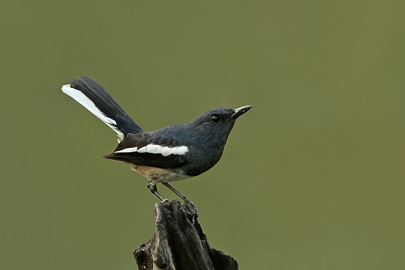 Oriental Magpie-Robin