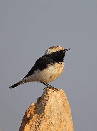 Cyprus Pied Wheatear