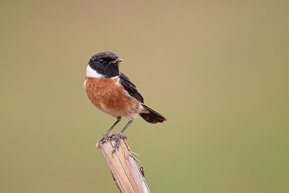 Stonechat