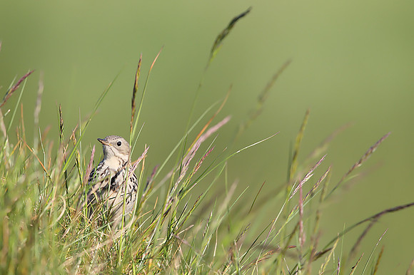 Meadow Pipit