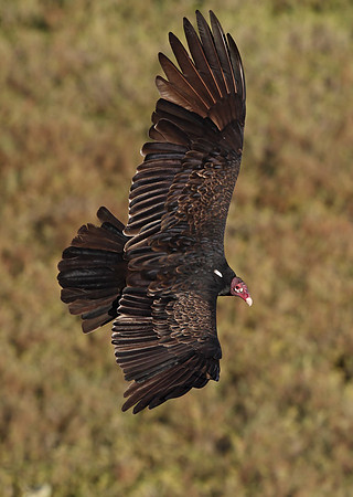 Turkey Vulture