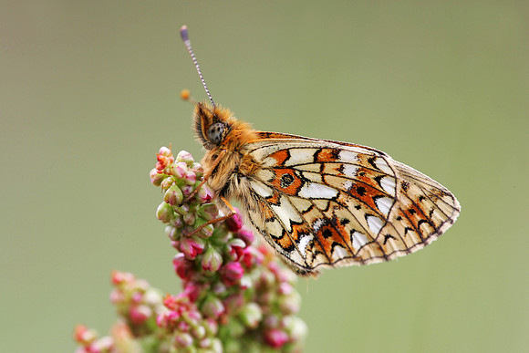 Small Pearl-bordered Fritillary