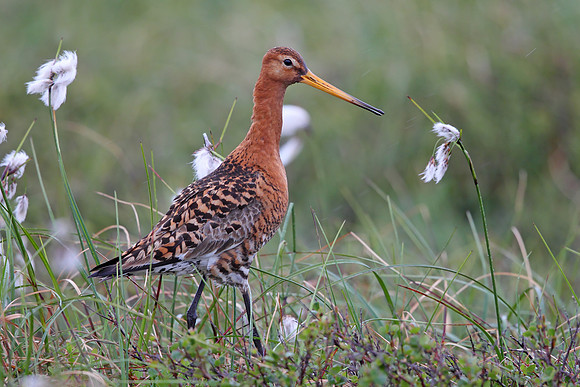 Black-tailed Godwit