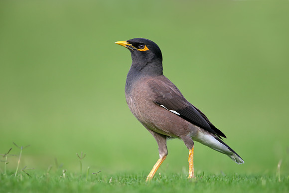 Common Myna