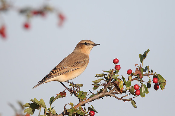 Northern Wheatear