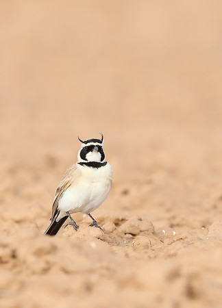 Temminck's Lark