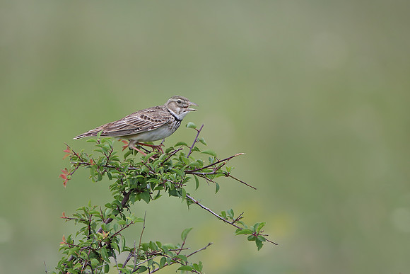 Calandra Lark