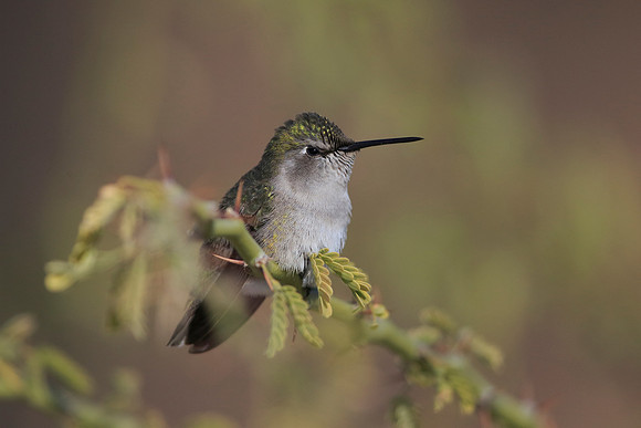 Costa's Hummingbird